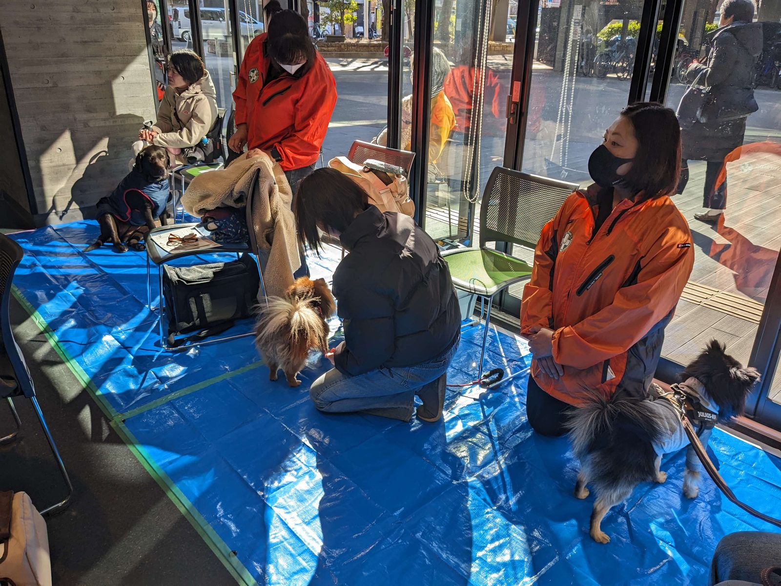 ブルーシートを敷いた室内で、犬と飼い主が避難所を想定した訓練をしている