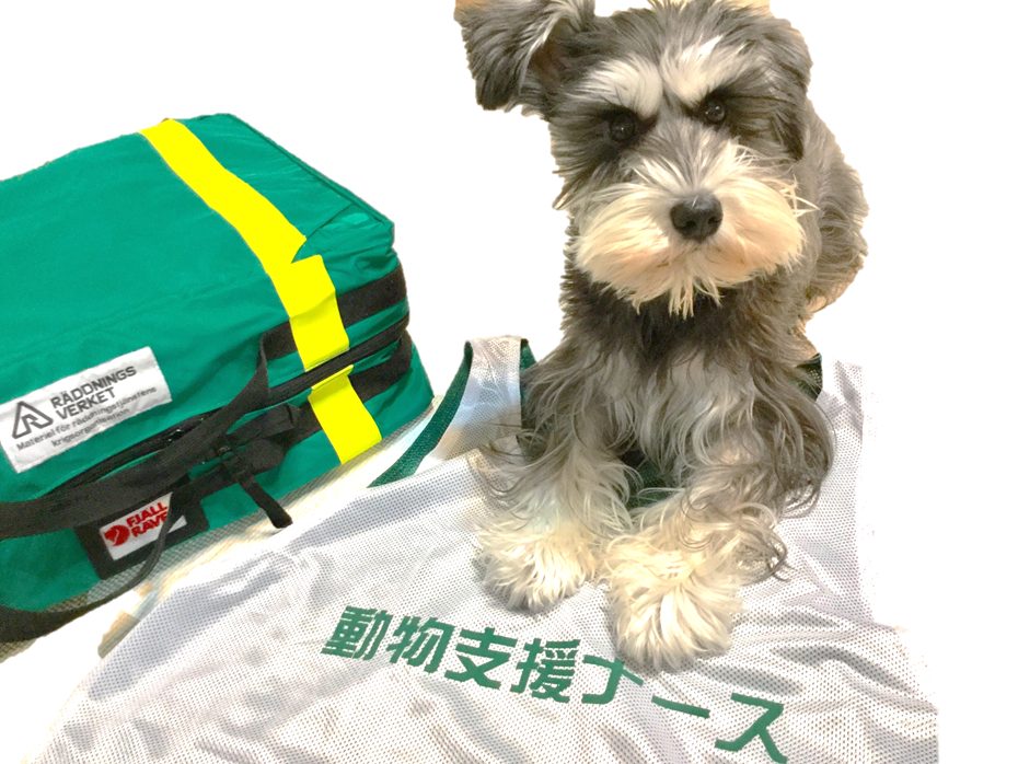 防災リュックと動物支援ナースのベストのそばに座るミニチュアシュナウザー