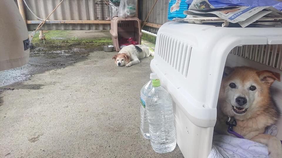 屋外の仮設スペースでクレートに入った犬と、そばで伏せている犬