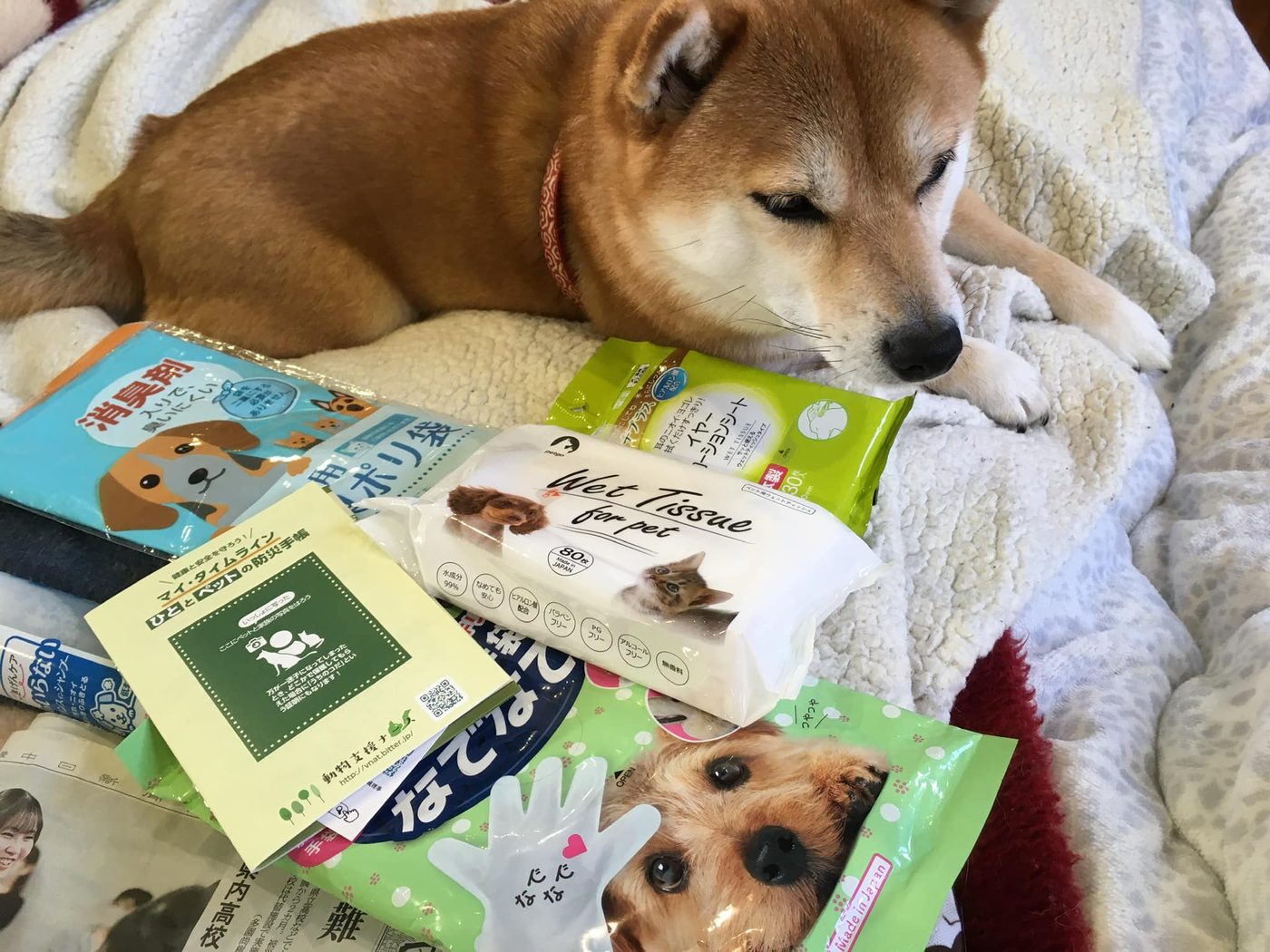 柴犬のそばに並ぶペット用ウェットティッシュや消臭袋、ひととペットの防災手帳